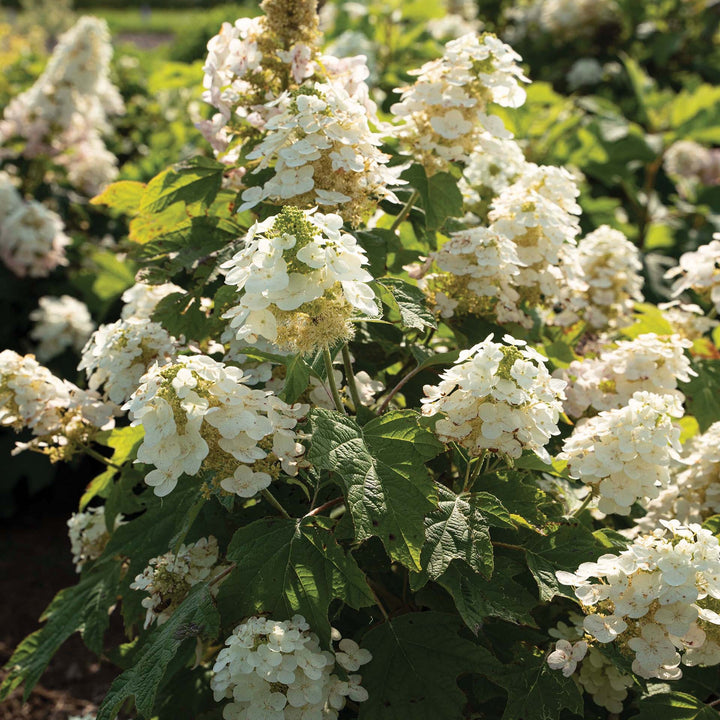Hydrangea quercifolia '1925querrep' ~ Autumn Reprise™ Hydrangea-ServeScape