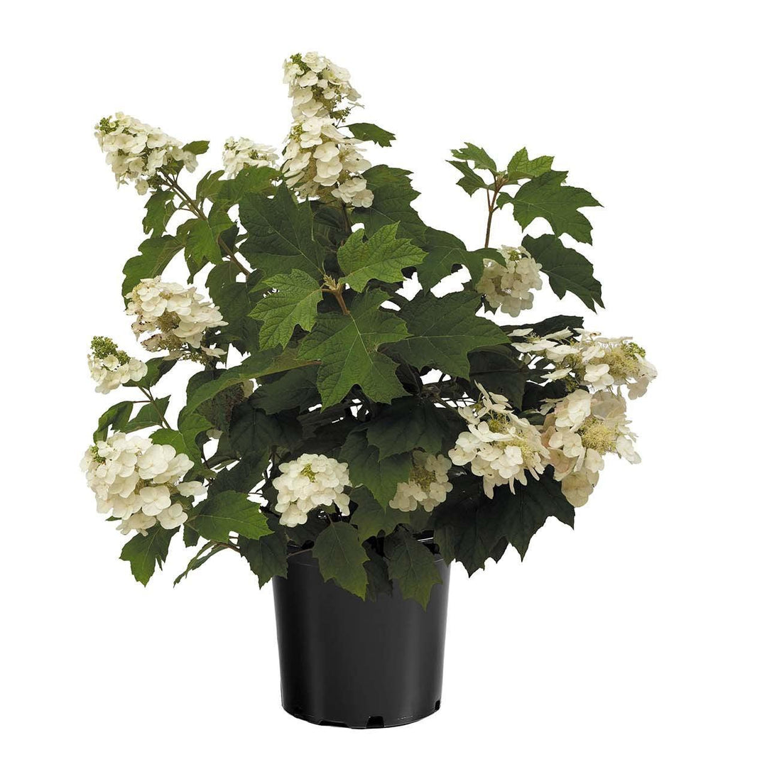 Hydrangea quercifolia '1925querrep' ~ Autumn Reprise™ Hydrangea-ServeScape