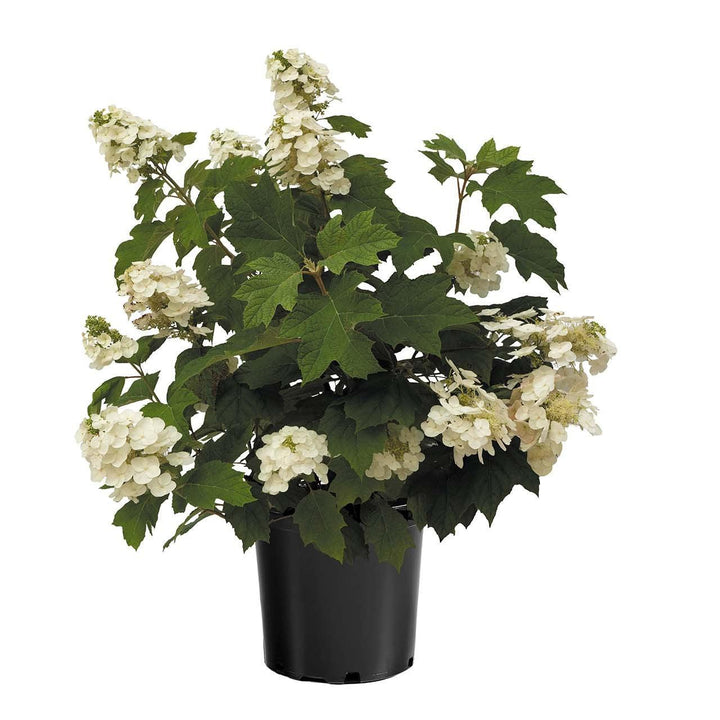 Hydrangea quercifolia '1925querrep' ~ Autumn Reprise™ Hydrangea-ServeScape