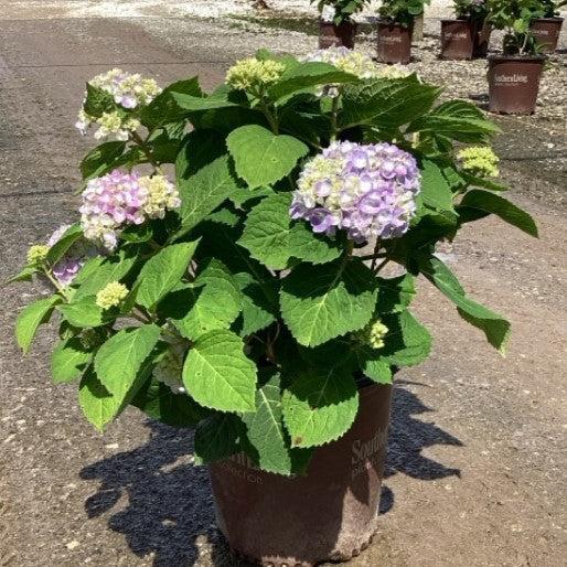 Hydrangea macrophylla 'Wyatt LeFever' ~ Dear Dolores® Hydrangea-ServeScape