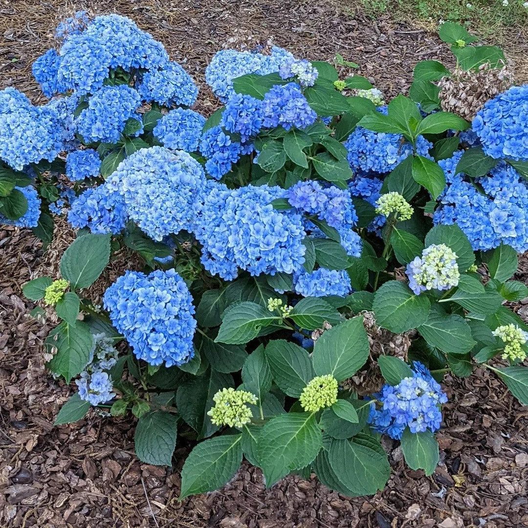 Hydrangea macrophylla 'Hydrsrpdow' ~ Double Down® Hydrangea-ServeScape