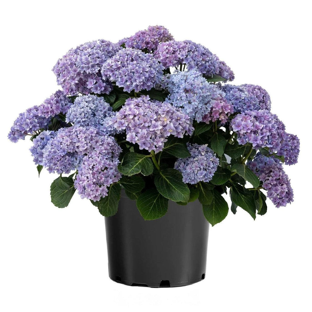 Hydrangea macrophylla 'Hydrsrpdow' ~ Double Down® Hydrangea-ServeScape