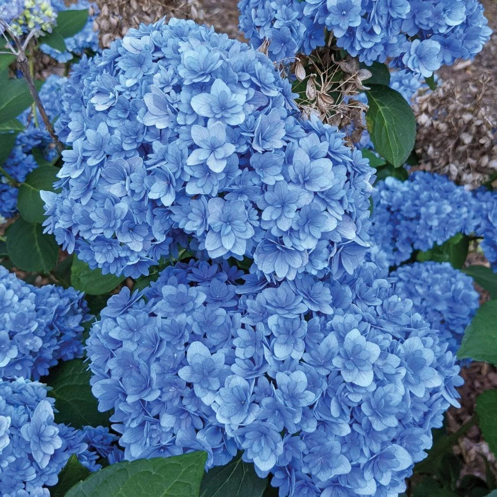Hydrangea macrophylla 'Hydrsrpdow' ~ Double Down® Hydrangea-ServeScape