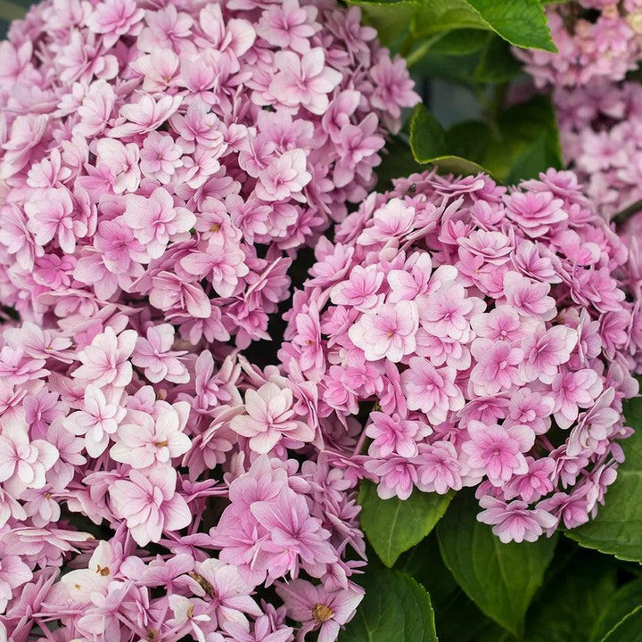 Hydrangea macrophylla 'Hydrsrpdow' ~ Double Down® Hydrangea-ServeScape