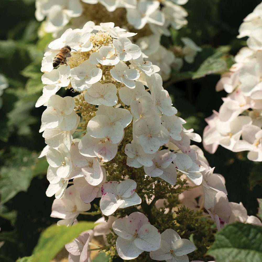Hydrangea quercifolia 'Oakann1588' PP 36,030 ~ Li’l Annie Oakleaf® Hydrangea-ServeScape