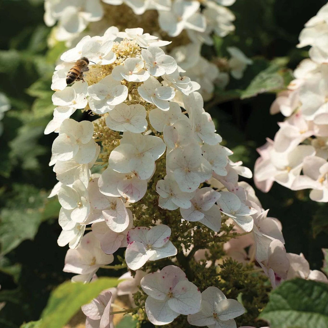 Hydrangea quercifolia 'Oakann1588' PP 36,030 ~ Li’l Annie Oakleaf® Hydrangea-ServeScape