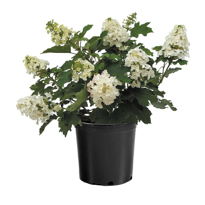 Hydrangea quercifolia 'Oakann1588' PP 36,030 ~ Li’l Annie Oakleaf® Hydrangea-ServeScape