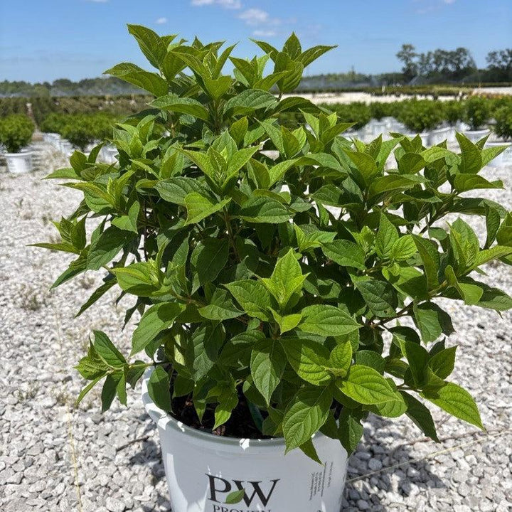 Hydrangea paniculata 'Jane' PP22,330 ~ Proven Winners® Little Lime® Hydrangea-ServeScape