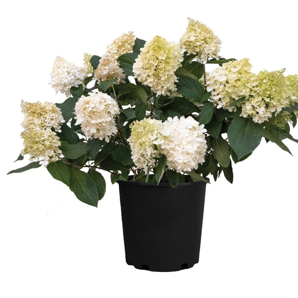 Hydrangea paniculata ‘Pan1782hydr’ ~ Monrovia® Sweet Starlight™ Hydrangea-ServeScape