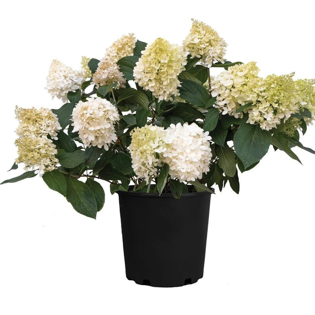 Hydrangea paniculata ‘Pan1782hydr' PP 35,658 ~ Sweet Starlight™ Hydrangea-ServeScape