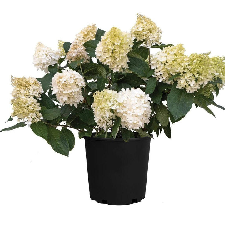 Hydrangea paniculata ‘Pan1782hydr' PP 35,658 ~ Sweet Starlight™ Hydrangea-ServeScape