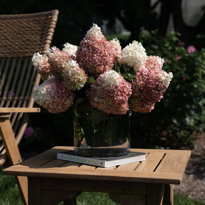 Hydrangea paniculata ‘Pan1782hydr’ ~ Monrovia® Sweet Starlight™ Hydrangea-ServeScape