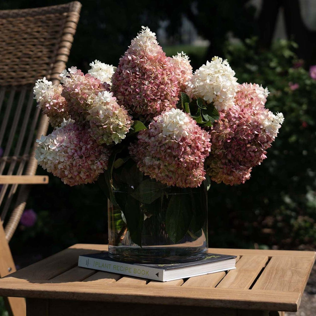 Hydrangea paniculata ‘Pan1782hydr' PP 35,658 ~ Sweet Starlight™ Hydrangea-ServeScape