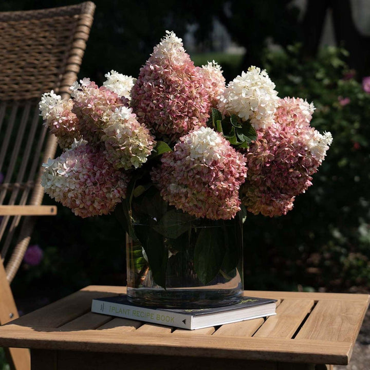 Hydrangea paniculata ‘Pan1782hydr' PP 35,658 ~ Sweet Starlight™ Hydrangea-ServeScape