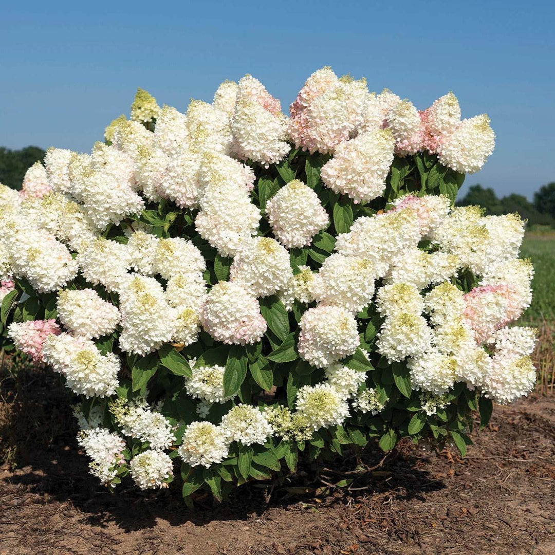 Hydrangea paniculata ‘Pan1782hydr’ ~ Monrovia® Sweet Starlight™ Hydrangea-ServeScape