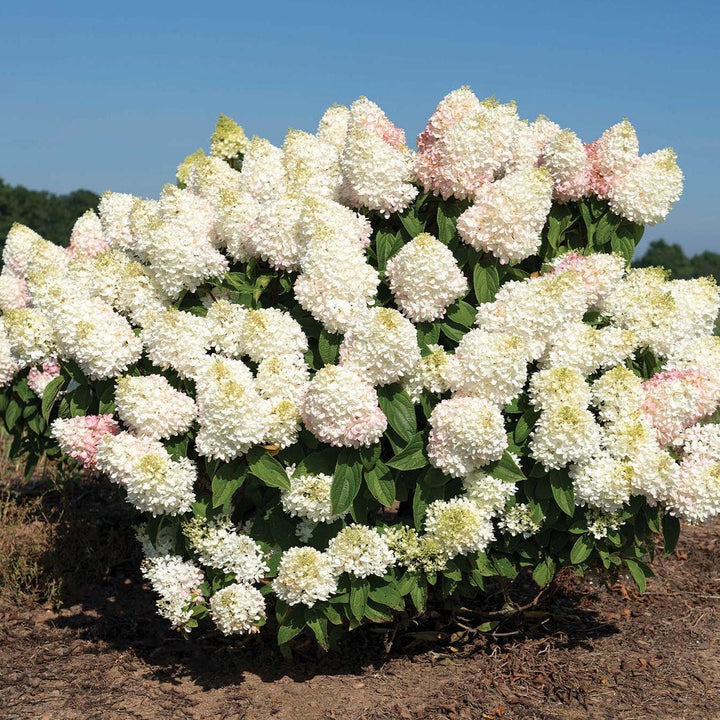 Hydrangea paniculata ‘Pan1782hydr' PP 35,658 ~ Sweet Starlight™ Hydrangea-ServeScape