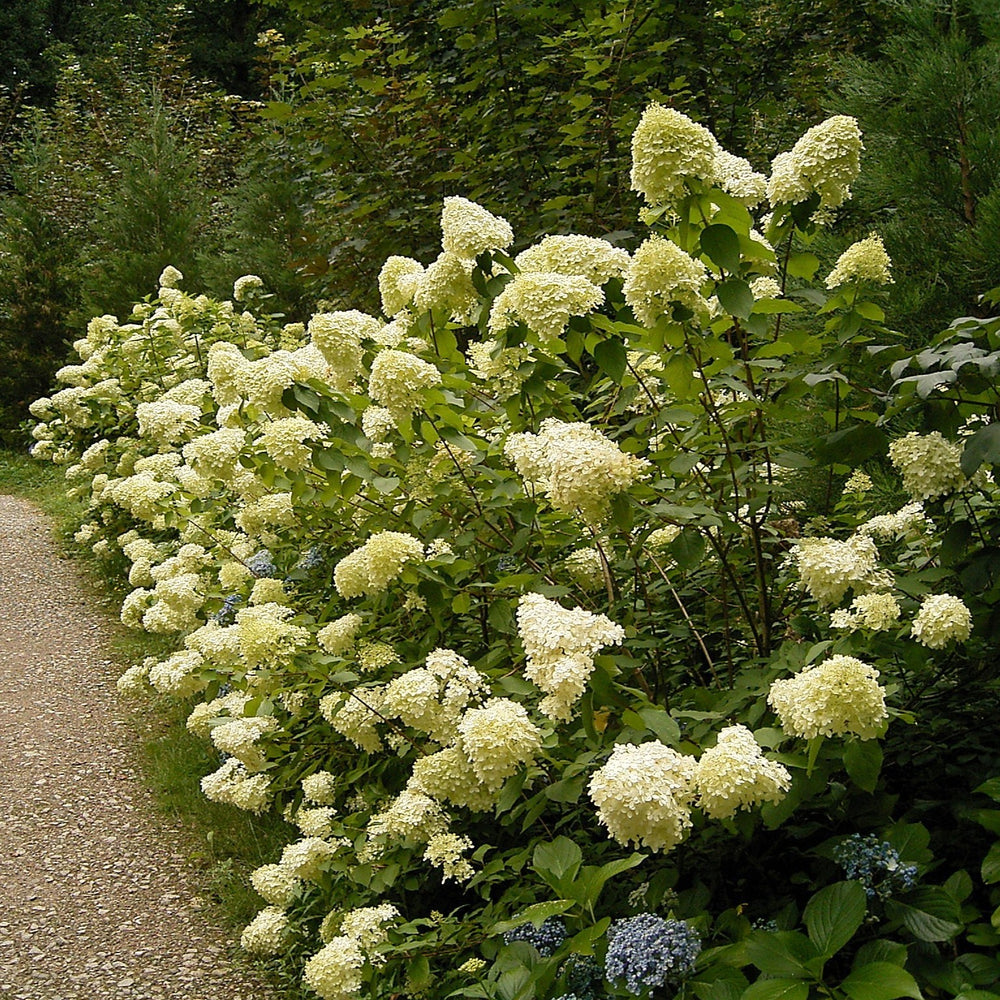 Hydrangea paniculata ~ Panicle Hydrangea-ServeScape