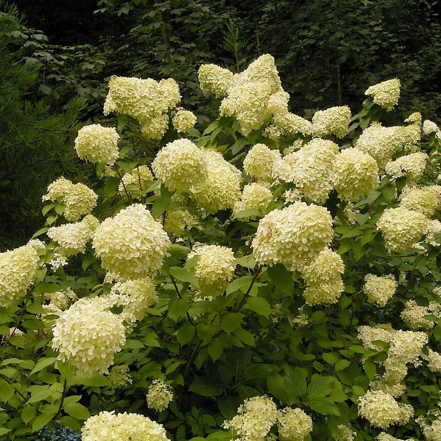 Hydrangea paniculata ~ Panicle Hydrangea-ServeScape