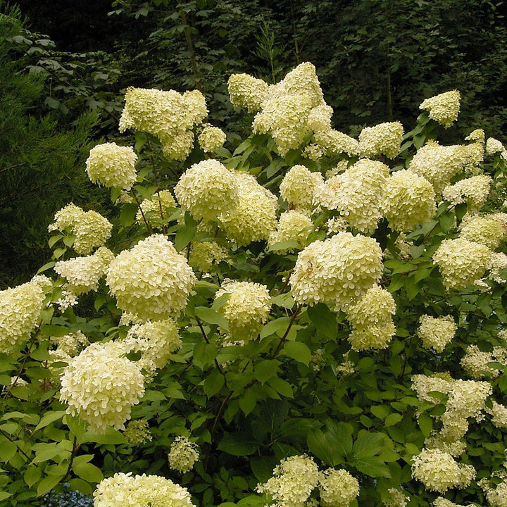 Hydrangea paniculata ~ Panicle Hydrangea-ServeScape