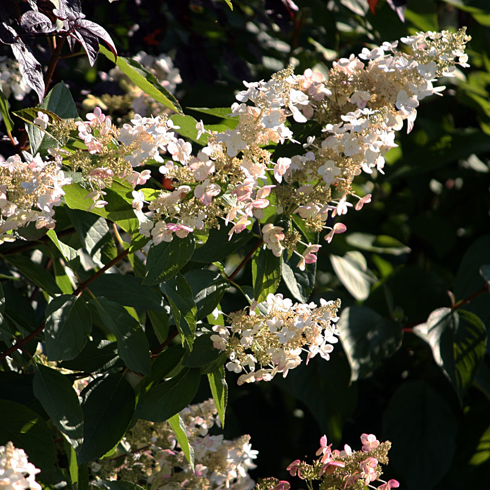 Hydrangea paniculata 'HPOPR018' ~ Torch™ Hydrangea-ServeScape