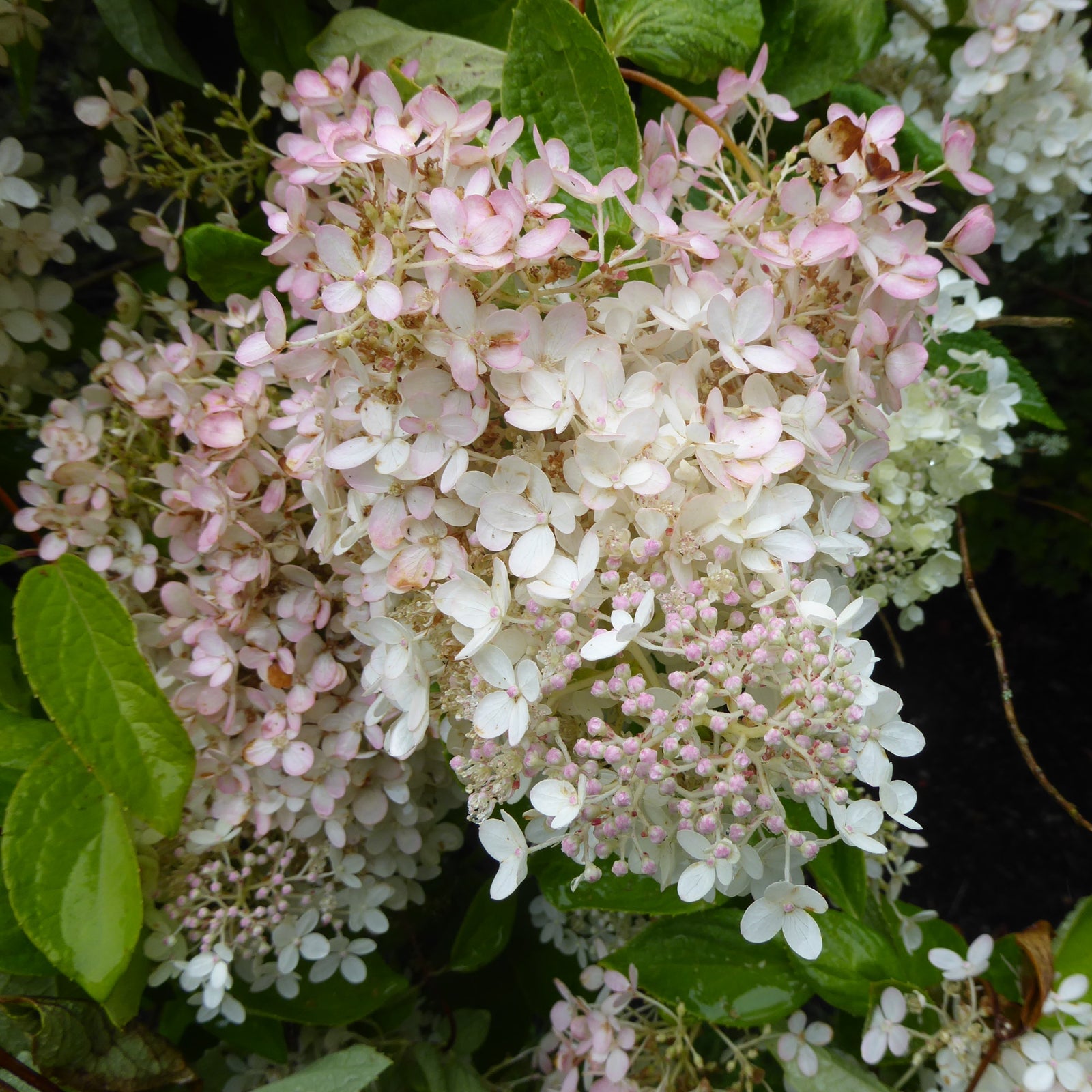 Hydrangea paniculata 'HPOPR018' ~ Torch™ Hydrangea-ServeScape