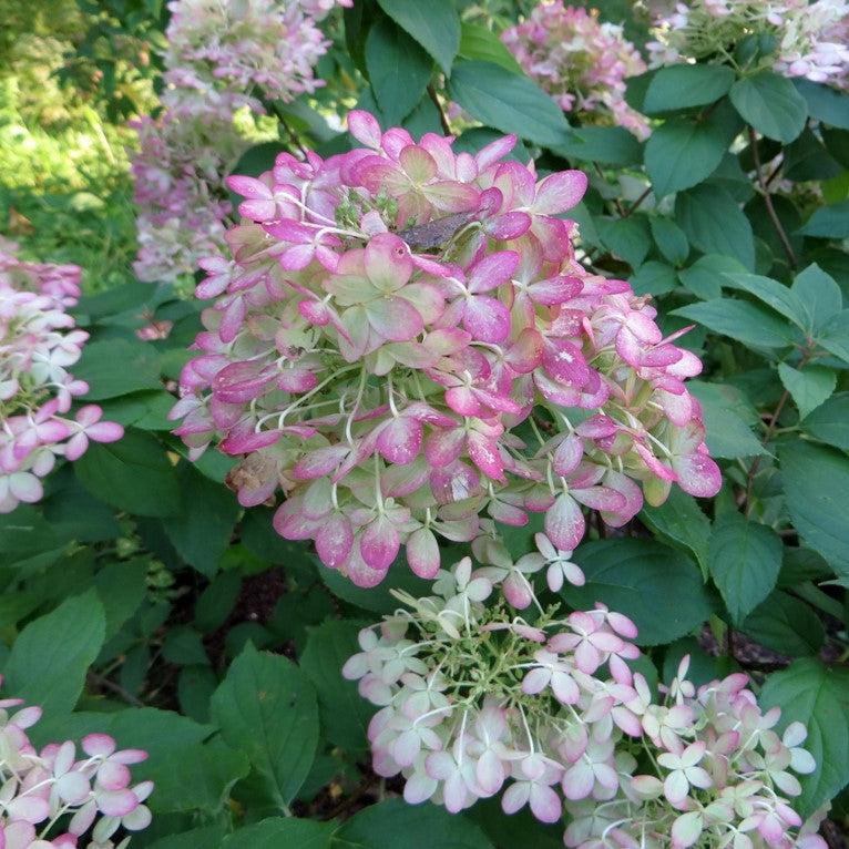 Hydrangea paniculata 'Limelight' ~ Proven Winners® Limelight® Hydrangea-ServeScape