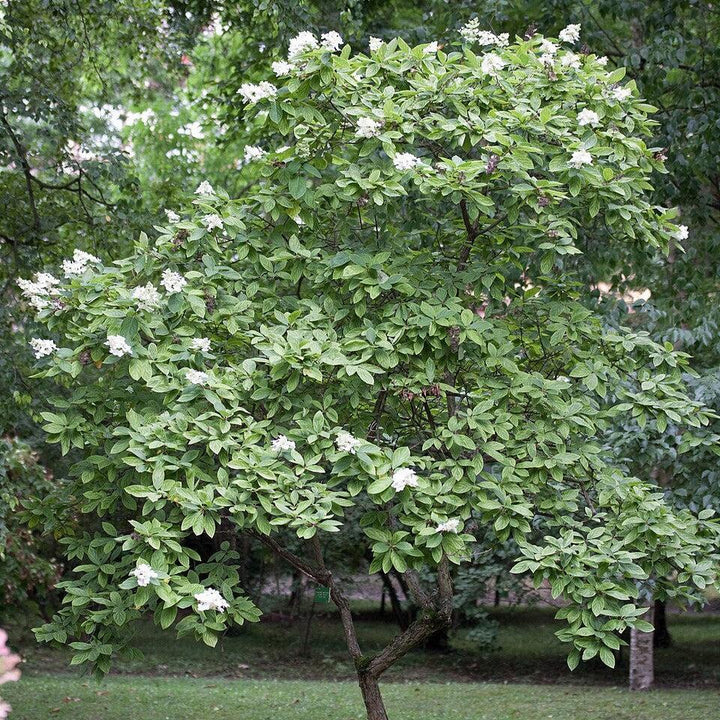 Hydrangea paniculata ~ Panicle Hydrangea-ServeScape