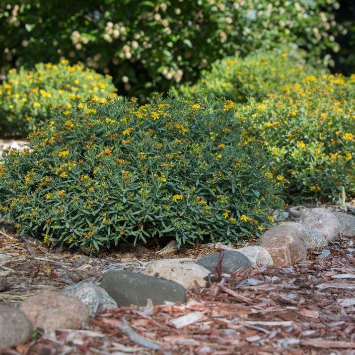 Hypericum kalmianum 'PIIHYP-I' ~ First Editions® Cobalt-n-Gold™ St. John's Wort-ServeScape