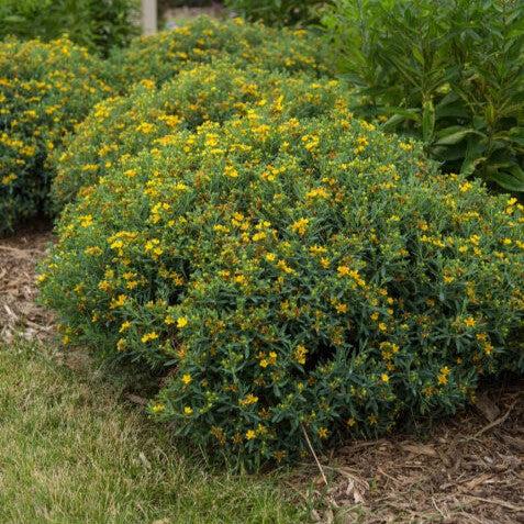 Hypericum kalmianum 'PIIHYP-I' ~ First Editions® Cobalt-n-Gold™ St. John's Wort-ServeScape