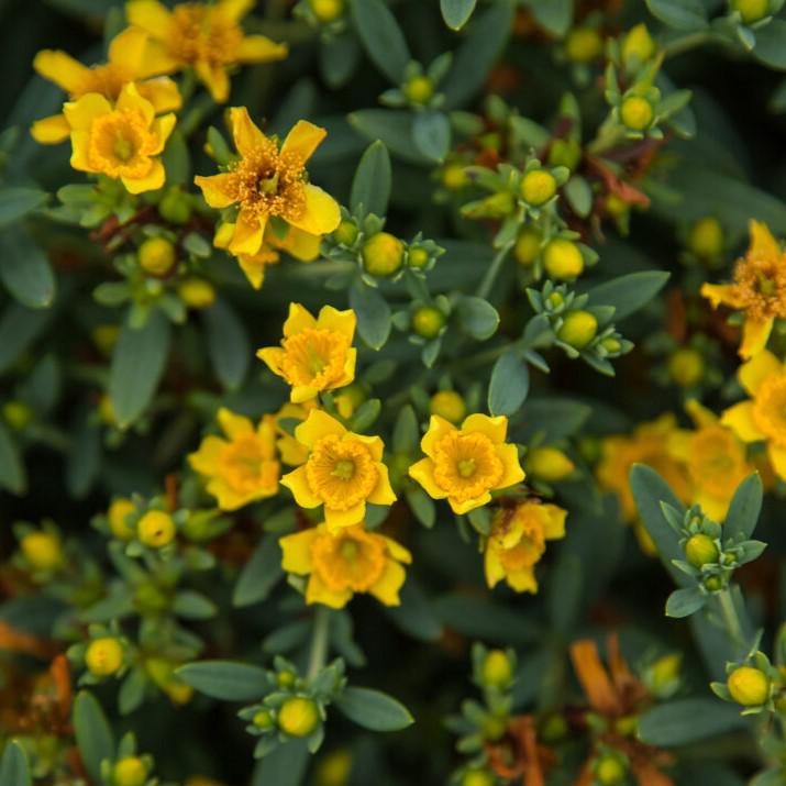 Hypericum kalmianum 'PIIHYP-I' ~ First Editions® Cobalt-n-Gold™ St. John's Wort-ServeScape