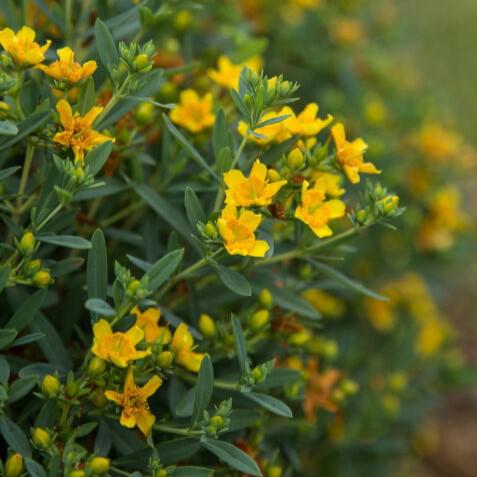 Hypericum kalmianum 'PIIHYP-I' ~ First Editions® Cobalt-n-Gold™ St. John's Wort-ServeScape