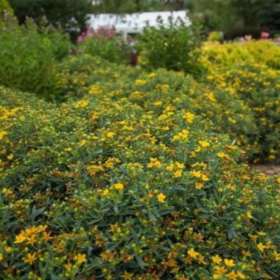 Hypericum kalmianum 'PIIHYP-I' ~ First Editions® Cobalt-n-Gold™ St. John's Wort-ServeScape