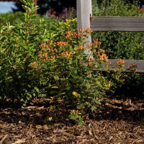 Hypericum inodorum 'Kolmapuki' PP24,576 ~ Pumpkin St. John's Wort-ServeScape