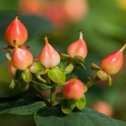 Hypericum inodorum 'Kolmapuki' PP24,576 ~ Pumpkin St. John's Wort-ServeScape