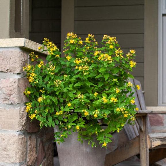 Hypericum inodorum 'Kolmapuki' PP24,576 ~ Pumpkin St. John's Wort-ServeScape