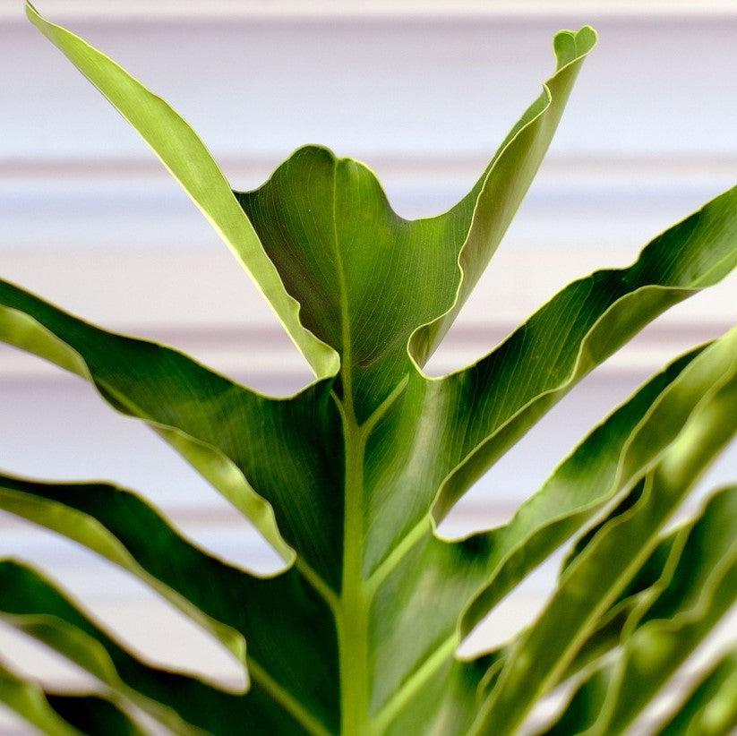 Philodendron 'Lickity Split' ~ Monrovia® Lickity Split Philodendron-ServeScape