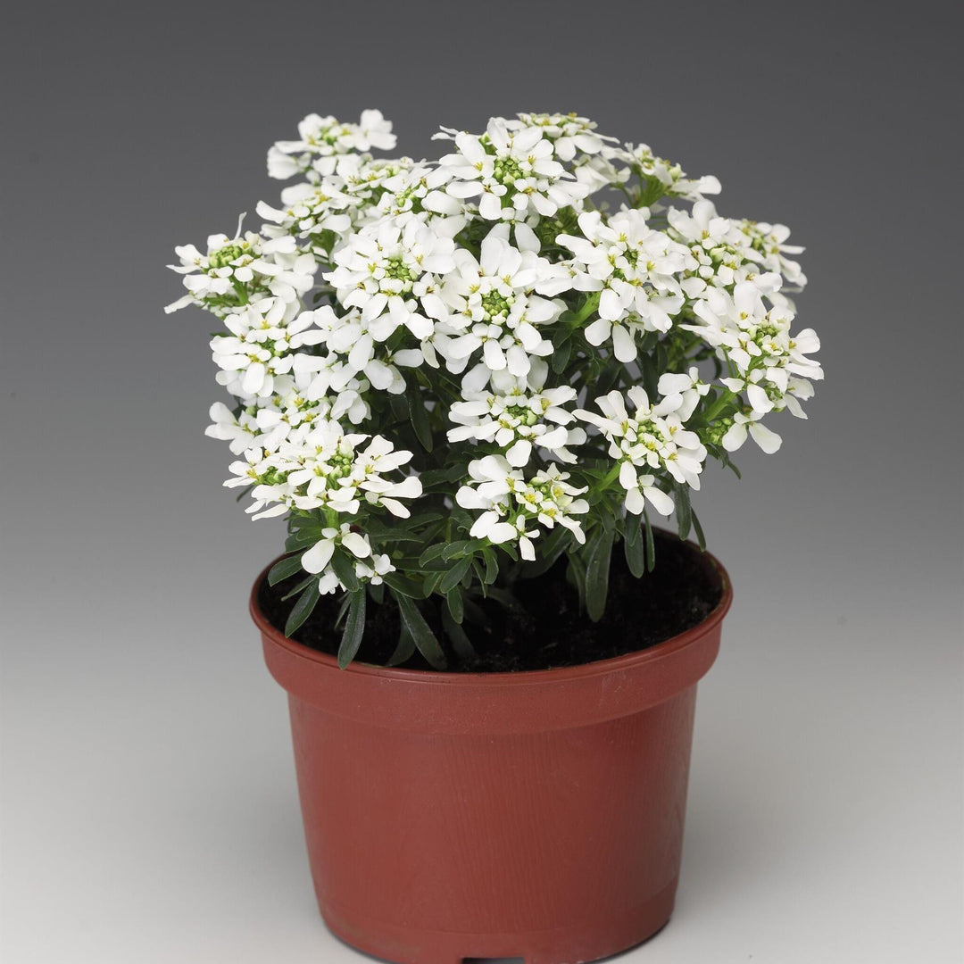 Iberis sempervirens 'Snow Cone' ~ Snow Cone Candytuft-ServeScape