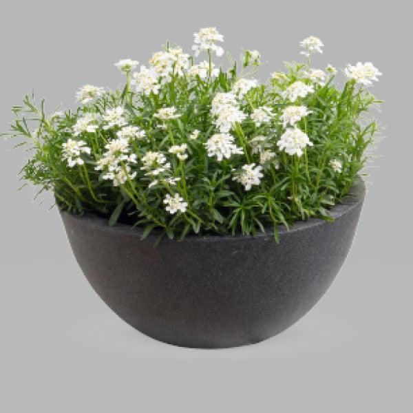 Iberis sempervirens 'Snow Flurries' ~ Snow Flurries Candytuft-ServeScape