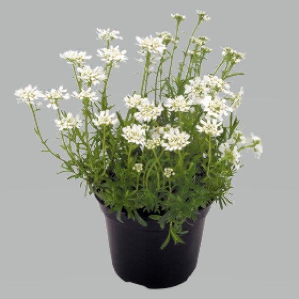 Iberis sempervirens 'Snow Flurries' ~ Snow Flurries Candytuft-ServeScape