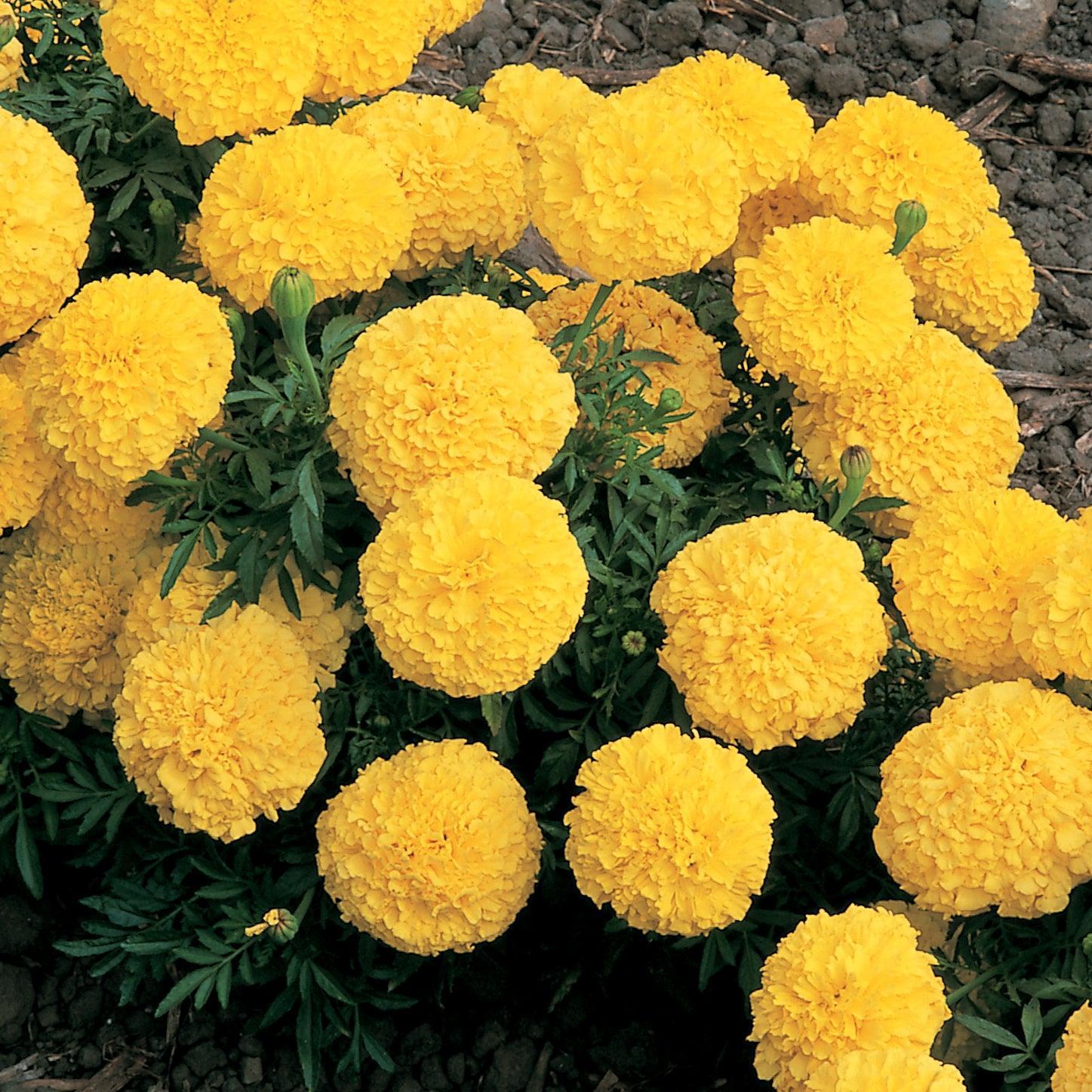 Tagetes erecta 'Inca II Yellow' ~ Inca II Yellow African Marigold-ServeScape