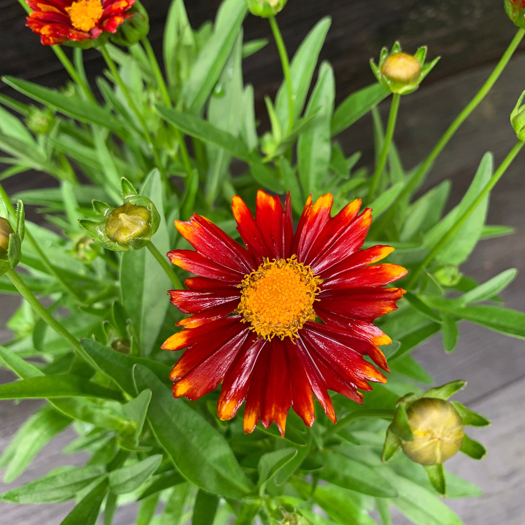 Coreopsis 'Baluptred' PP3386' ~ Uptick™ Red Coreopsis-ServeScape