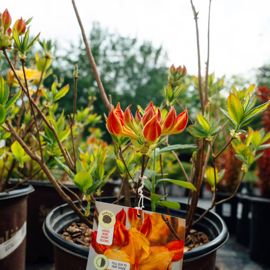 Rhododendron ‘QbackB’ PP27083 ~ Azalea Sunbow® Solar Flare-ServeScape
