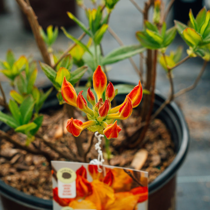 Rhododendron ‘QbackB’ PP27083 ~ Azalea Sunbow® Solar Flare-ServeScape