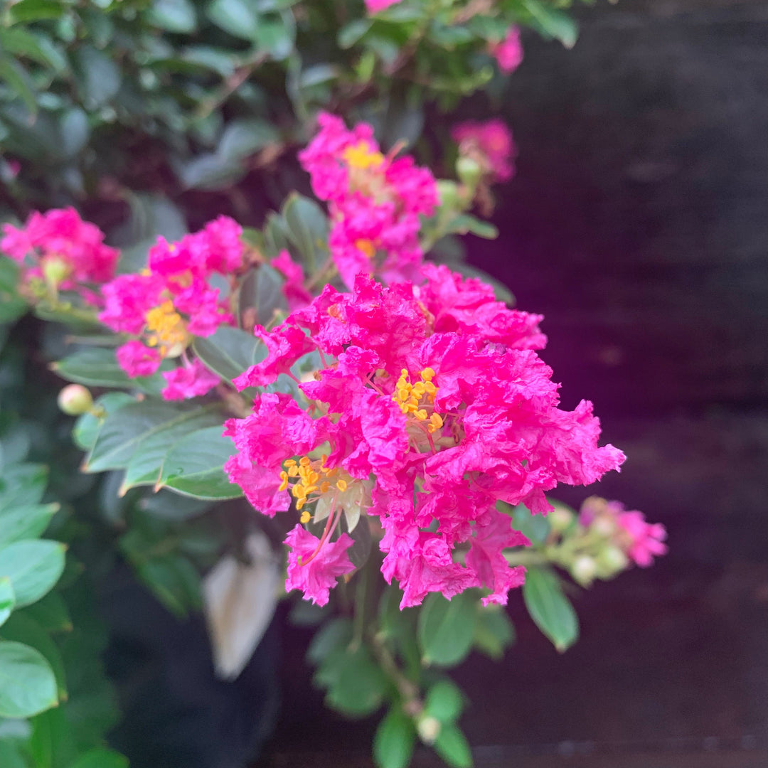 Lagerstroemia indica 'Pocomoke' ~ Pocomoke Crape Myrtle-ServeScape