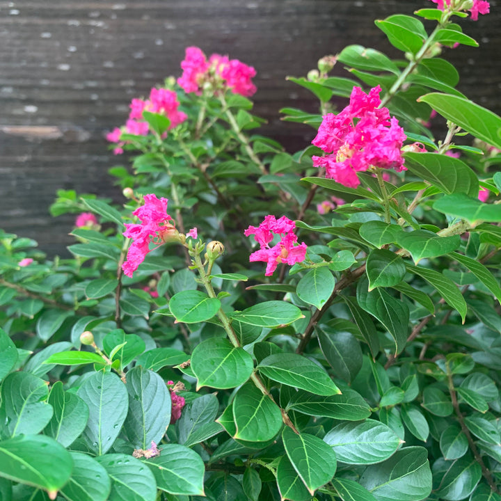 Lagerstroemia indica 'Pocomoke' ~ Pocomoke Crape Myrtle-ServeScape