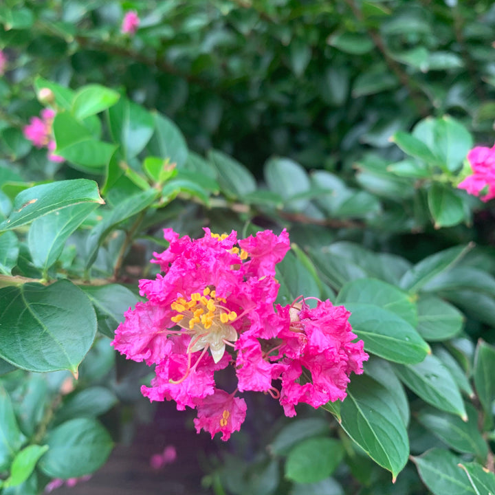 Lagerstroemia indica 'Pocomoke' ~ Pocomoke Crape Myrtle-ServeScape