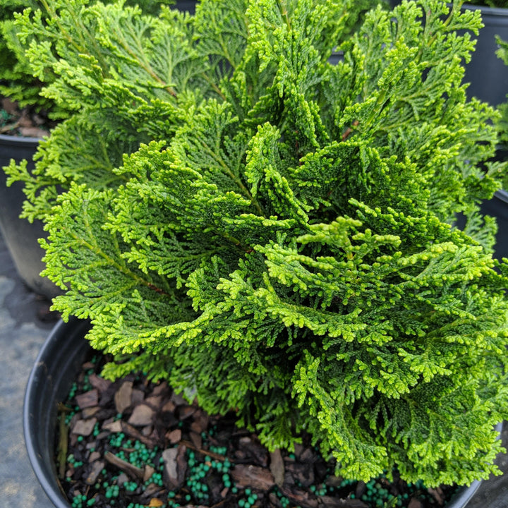 Chamaecyparis obtusa 'Templehof' ~ Templehof False Cypress-ServeScape
