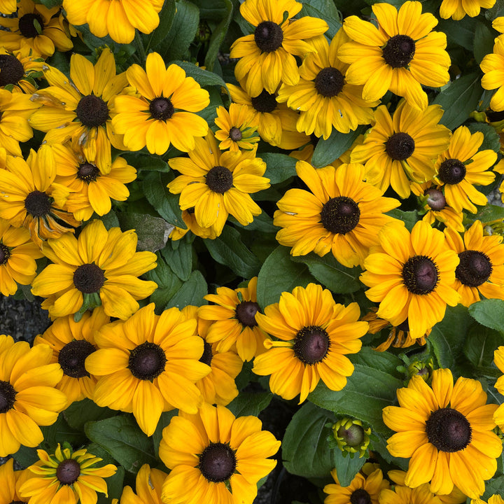 Rudbeckia hirta 'Toto Gold' ~ Toto® Gold Black-Eyed Susan-ServeScape