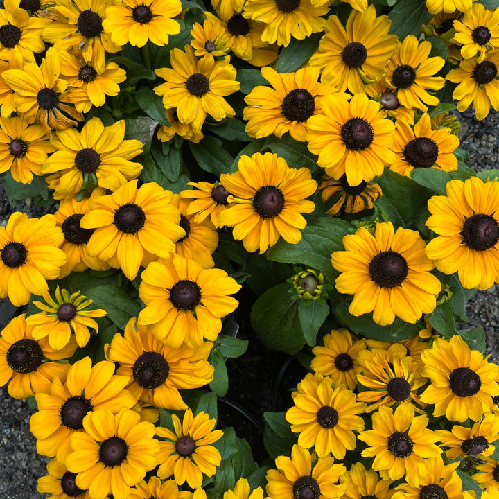 Rudbeckia hirta 'Toto Gold' ~ Toto® Gold Black-Eyed Susan-ServeScape