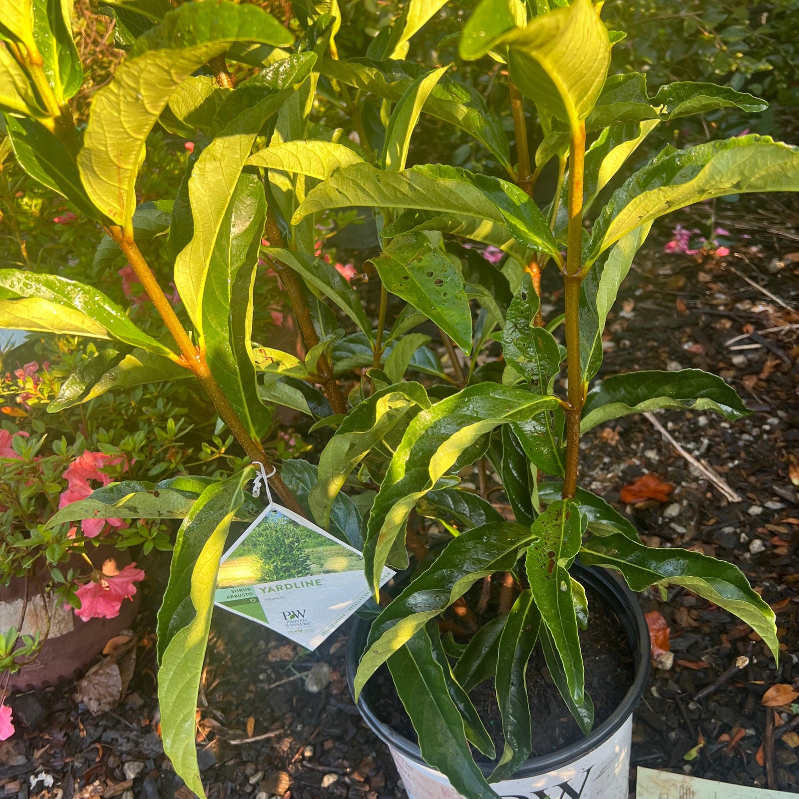 Viburnum x 'NCVX5' ~ Yardline™ Viburnum ~ Overstock-ServeScape